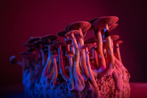 Unleashing the Power: The Synergy of Magic Mushrooms and Electric Cars